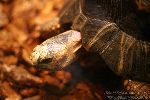 Lincoln Park Zoo
